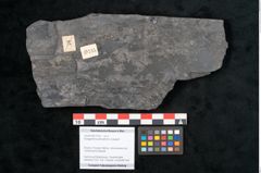 Foto (Objekt + Etikett) von Noeggerathia palmaeformis Goeppert (NHMW-GEO-2024-0188-10735)